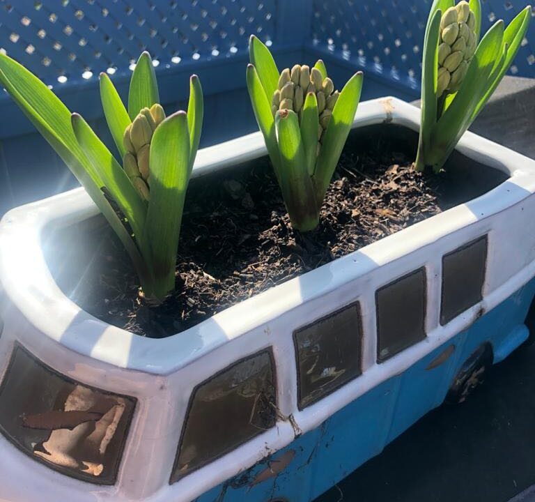 three bulbs blossoming in VW van style pot