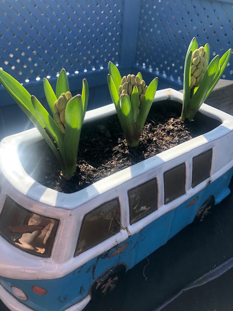 three bulbs blossoming in VW van style pot